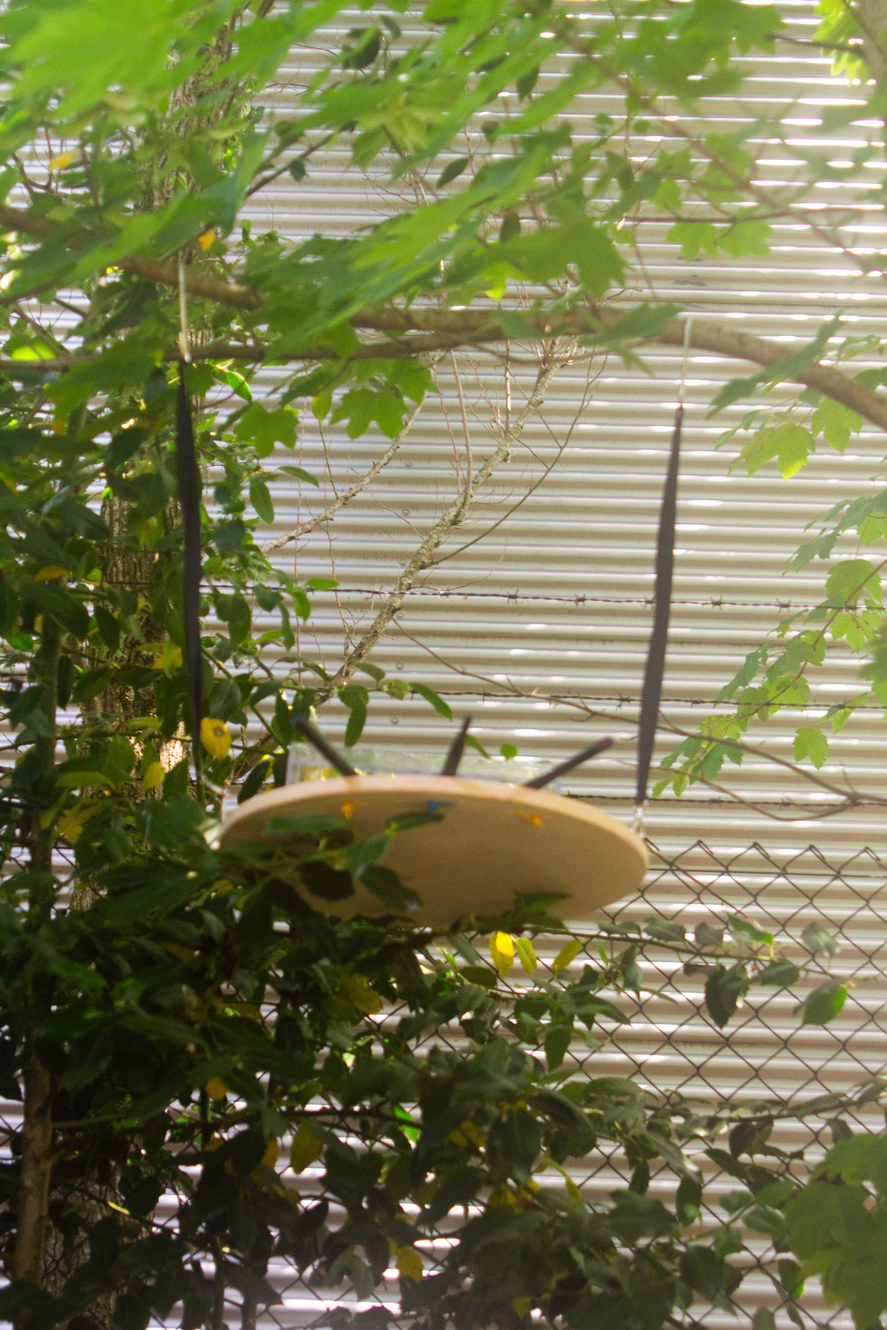 Ciphes Node